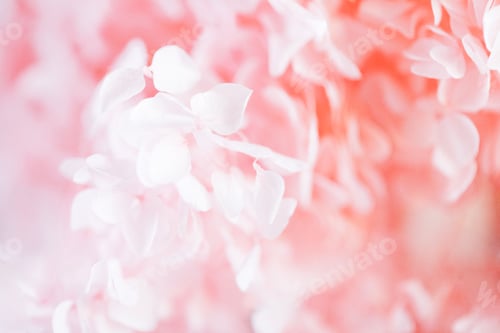 Preview: Soft pink and white floral background featuring delicate petals and blurred bokeh effect, creating a