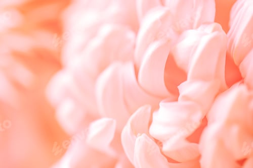 Preview: Close-up of delicate pink flower petals with soft focus, showcasing intricate textures and layers ag