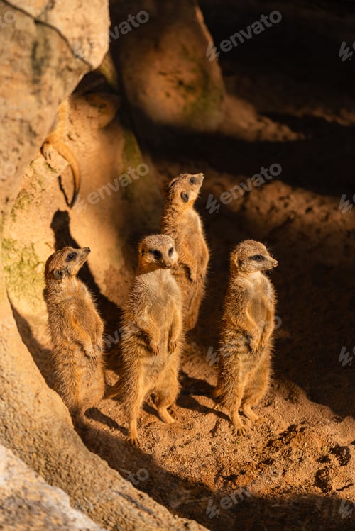 Preview: Group of Meerkats Standing Upright in Sunlight on Sandy Ground in Zoo Habitat