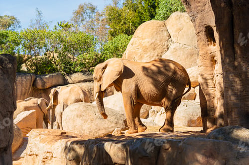 Preview: African Elephants Standing on Rocky Terrain in Zoo Habitat
