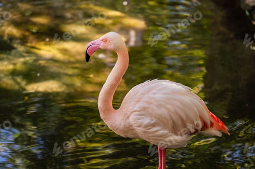 Preview: Pink Flamingo Standing in Shallow Water Close up Wildlife Portrait