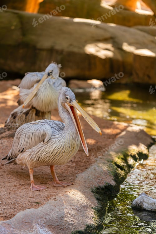 Preview: Two Pelicans Standing on Sandy Shore Near Water in Zoo Habitat