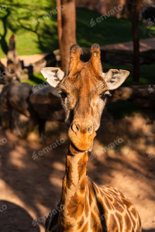 Preview: Close up Portrait of Giraffe Looking at Camera in Zoo With Natural Background