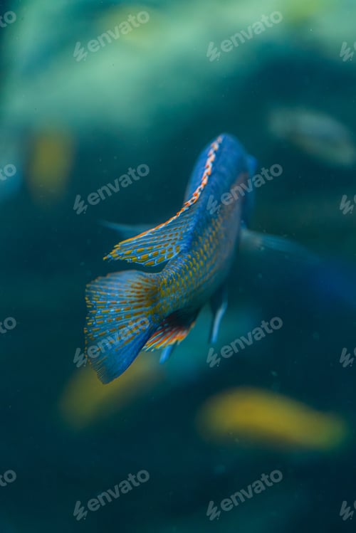 Preview: Colorful Tropical Fish Swimming Underwater Rear View in Blue Water