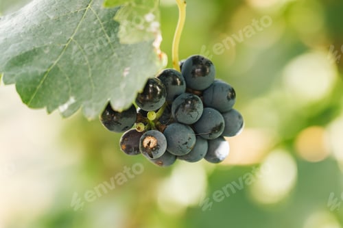 Preview: Dark grapes growing on vine among green leaves