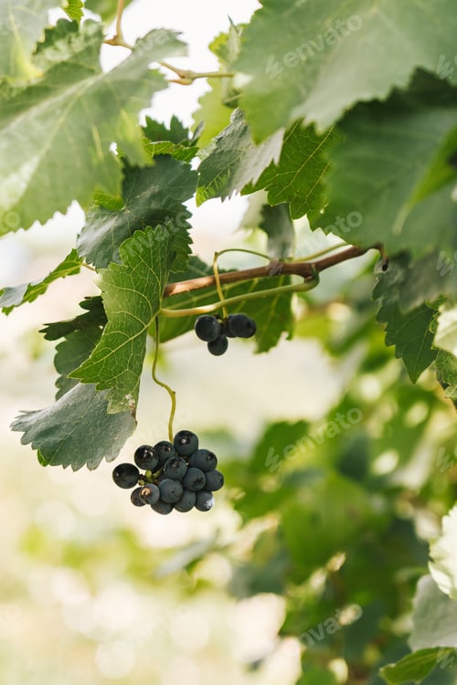 Preview: Dark grapes growing on vine among green leaves