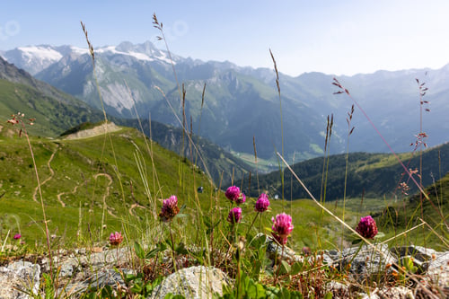 Preview: Scenic Idyllic view alpine wildflower blooming pink clover meadow field Tyrol mountain valley Austri