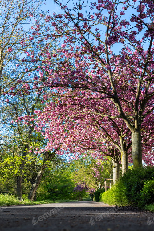 Preview: Blooming cherry blossom trees arch above peaceful park pathway under bright blue spring sky. Scenic