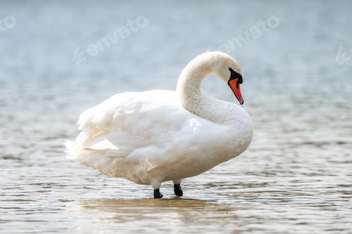 Preview: Mute Swan Sitting In Water