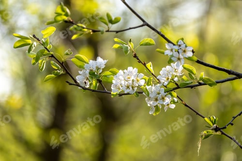 Preview: Blooming Tree Branch
