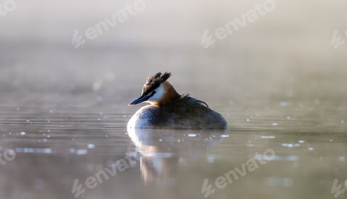 Preview: Great Crested Grebe
