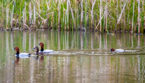 Preview: Flock Of Common Pochard In Flight