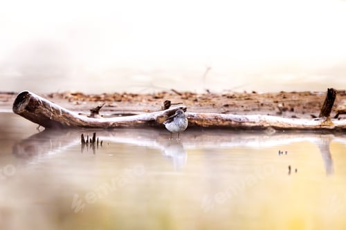 Preview: Common Greenshank At The Lake