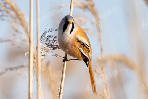 Preview: Male Bearded Reedling In Action