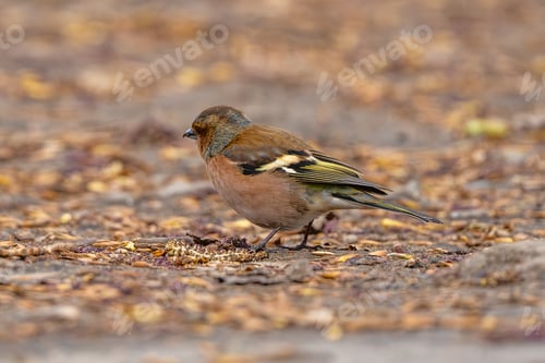Preview: Finch Walking On Pathway