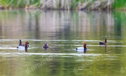 Preview: Flock Of Common Pochard In Flight