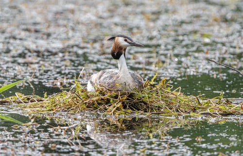 Preview: Great Crested Grebe sits on floating nest, daytime