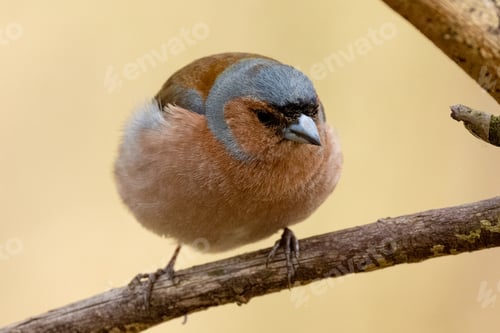 Preview: Finch Is Fluffing Up
