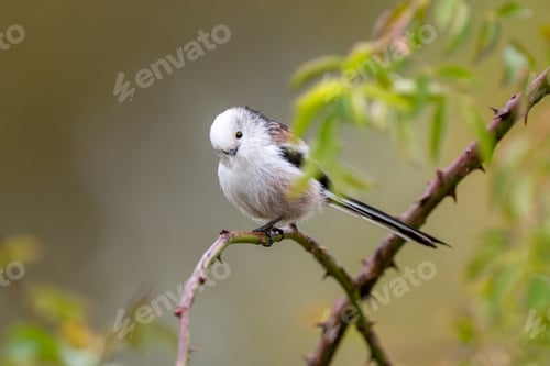 Preview: Long-Tailed Tit Sitting On Rosehip Bush