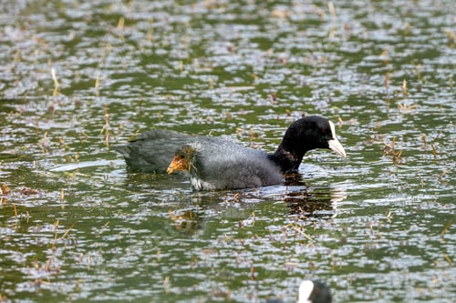 Preview: Eurasian Coot Swimming In Pond
