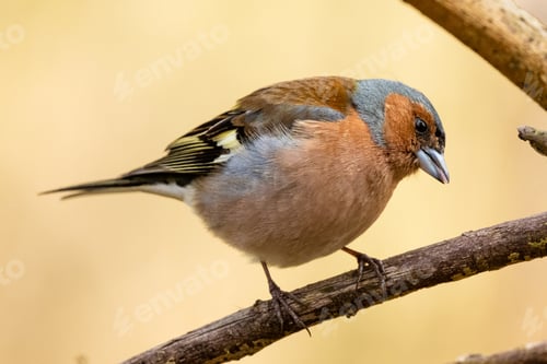 Preview: Chaffinch Is Sitting On Branch