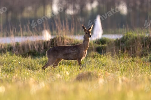 Preview: Deer Standing Among Trees