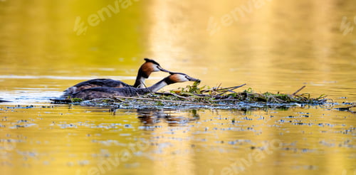 Preview: Pair Of Great Crested Grebes Building A Nest