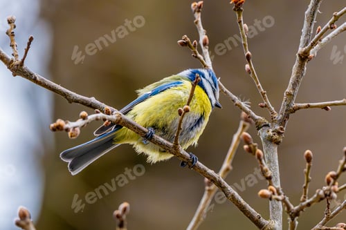Preview: Blue Tit Is Sitting On Branch