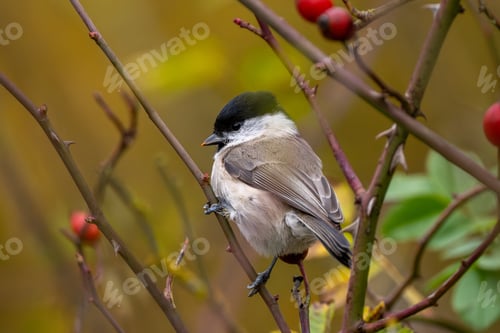 Preview: Willow Tit Sitting On Dog Rose Bush