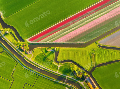 Preview: Aerial view of tulip fields in the Netherlands at sunset. Nature. Traditional Dutch windmill.