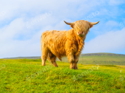 Preview: Highland bull standing in a vibrant green meadow on the Faroe Islands, Denmark