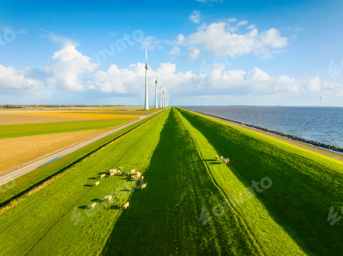 Preview: Aerial view of sheep herd on green field with wind turbines near sea and dam. Scenic rural landscape
