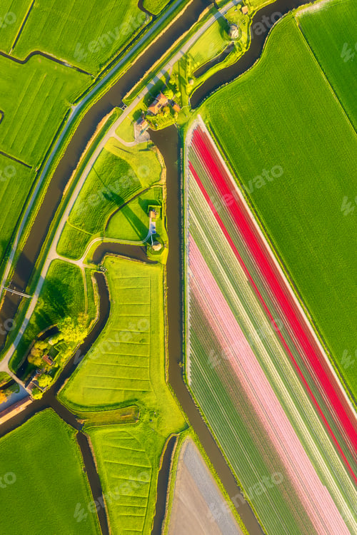 Preview: Vertical photo. Aerial view of tulip fields in the Netherlands at sunset. Nature.