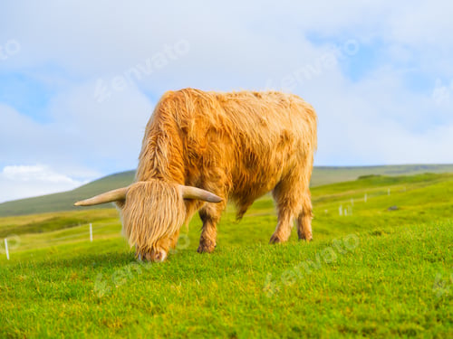 Preview: Highland bull standing in a vibrant green meadow on the Faroe Islands, Denmark