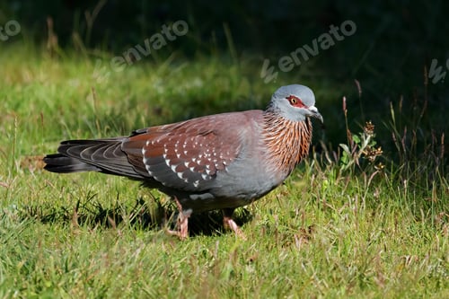 Preview: Rock pigeon walking on green grass - South Africa