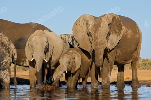 Preview: African elephants at a waterhole - Botswana