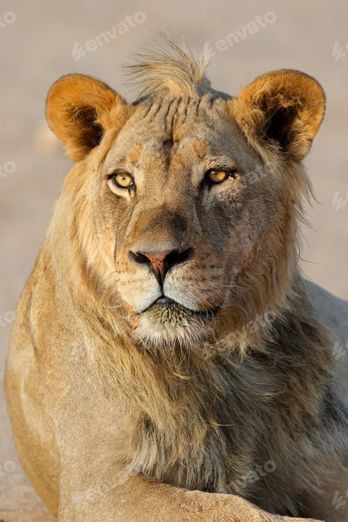 Preview: African lion portrait - Kalahari desert