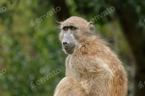 Preview: Chacma baboon portrait - South Africa