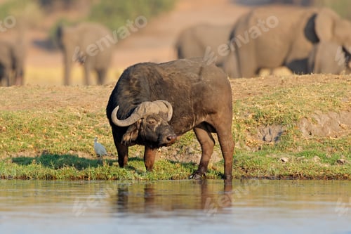 Preview: African buffalo in natural habitat - Chobe National Park