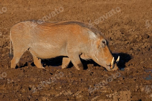 Preview: Warthog at a muddy waterhole - South Africa