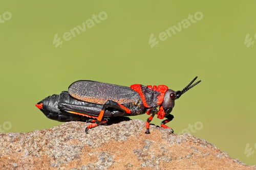 Preview: Koppie foam grasshopper - South Africa