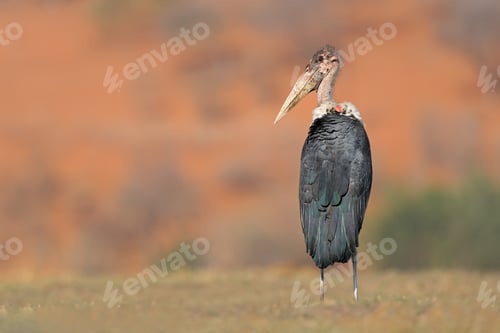 Preview: Marabou stork - Chobe National Park