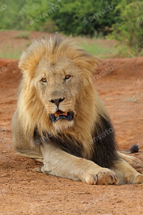 Preview: African male lion portrait - South Africa