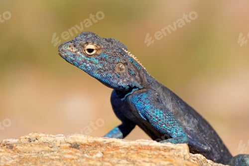 Preview: Male southern rock agama