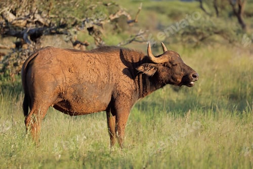 Preview: African buffalo in natural habitat