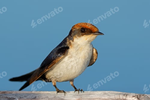 Preview: Wire-tailed swallow perched against a clear blue sky