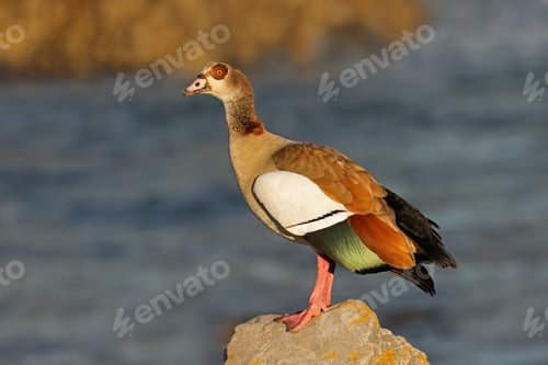 Preview: Egyptian goose perched on a rock