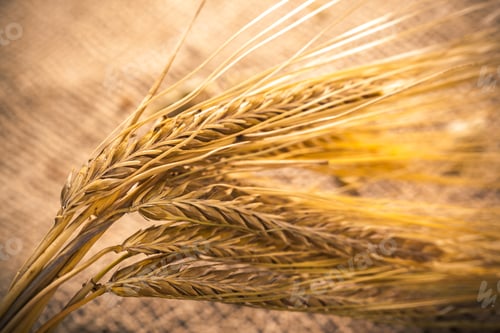 Preview: Wheat stalks lay on a surface under warm sunlight during harvest time in a rural area