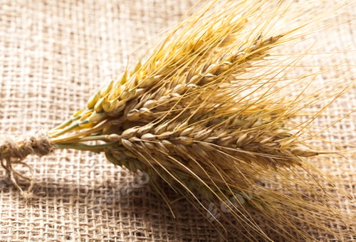 Preview: Wheat bundle on burlap background with natural texture and simple arrangement