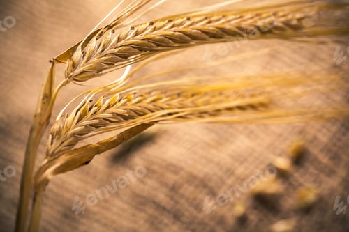 Preview: Wheat stalks arranged on a textured surface under warm light during harvest time